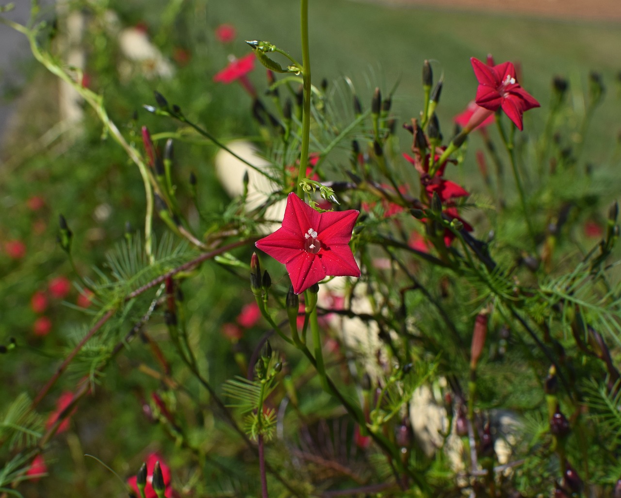 Growing Vine Plants for a Natural Privacy Fence